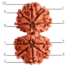 Load image into Gallery viewer, Gaurishanker Nepalese Rudraksha Bead No. - 246