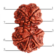 Load image into Gallery viewer, Gaurishanker Nepalese Rudraksha Bead No. - 250