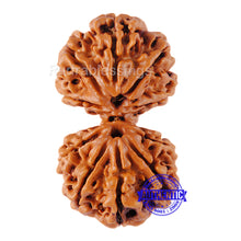 Load image into Gallery viewer, Gaurishanker Nepalese Rudraksha Bead No. - 126