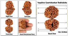 Load image into Gallery viewer, Gaurishanker Nepalese Rudraksha Bead No. - 126