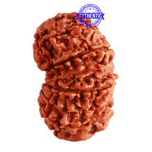 Load image into Gallery viewer, Gaurishanker Nepalese Rudraksha Bead No. - 194