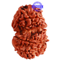 Load image into Gallery viewer, Gaurishanker Nepalese Rudraksha Bead No. - 195