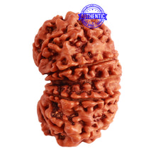Load image into Gallery viewer, Gaurishanker Nepalese Rudraksha Bead No. - 196