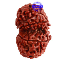 Load image into Gallery viewer, Gaurishanker Nepalese Rudraksha Bead No. - 197