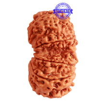 Load image into Gallery viewer, Gaurishanker Nepalese Rudraksha Bead No. - 199