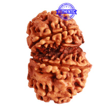 Load image into Gallery viewer, Gaurishanker Nepalese Rudraksha Bead No. - 202