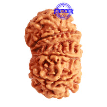 Load image into Gallery viewer, Gaurishanker Nepalese Rudraksha Bead No. - 203