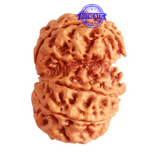Load image into Gallery viewer, Gaurishanker Nepalese Rudraksha Bead No. - 204