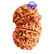 Load image into Gallery viewer, Gaurishanker Nepalese Rudraksha Bead No. - 205