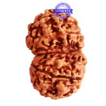 Load image into Gallery viewer, Gaurishanker Nepalese Rudraksha Bead No. - 206