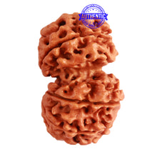 Load image into Gallery viewer, Gaurishanker Nepalese Rudraksha Bead No. - 209