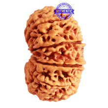 Load image into Gallery viewer, Gaurishanker Nepalese Rudraksha Bead No. - 210