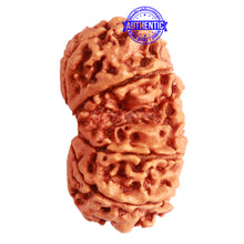 Load image into Gallery viewer, Gaurishanker Nepalese Rudraksha Bead No. - 219