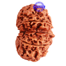 Load image into Gallery viewer, Gaurishanker Nepalese Rudraksha Bead No. - 220