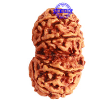 Load image into Gallery viewer, Gaurishanker Nepalese Rudraksha Bead No. - 223