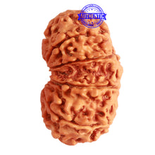 Load image into Gallery viewer, Gaurishanker Nepalese Rudraksha Bead No. - 230