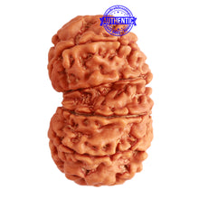 Load image into Gallery viewer, Gaurishanker Nepalese Rudraksha Bead No. - 233