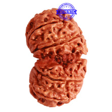 Load image into Gallery viewer, Gaurishanker Nepalese Rudraksha Bead No. - 237