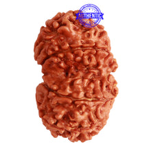 Load image into Gallery viewer, Gaurishanker Nepalese Rudraksha Bead No. - 241