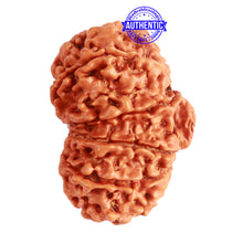 Load image into Gallery viewer, Gaurishanker Nepalese Rudraksha Bead No. - 244