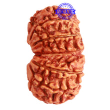 Load image into Gallery viewer, Gaurishanker Nepalese Rudraksha Bead No. - 245