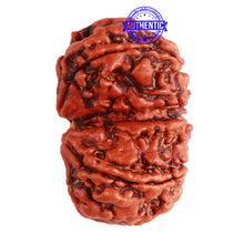 Load image into Gallery viewer, Gaurishanker Nepalese Rudraksha Bead No. - 250