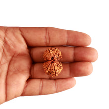 Load image into Gallery viewer, Gaurishanker Nepalese Rudraksha Bead No. - 192