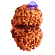 Load image into Gallery viewer, Gaurishanker Nepalese Rudraksha Bead No. - 192