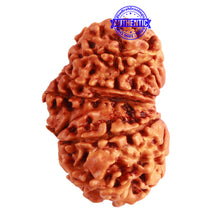 Load image into Gallery viewer, Gaurishanker Nepalese Rudraksha Bead No. - 193