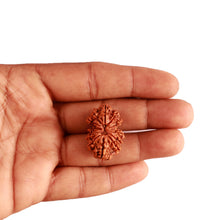 Load image into Gallery viewer, Gaurishanker Nepalese Rudraksha Bead No. - 194