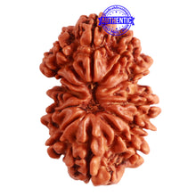 Load image into Gallery viewer, Gaurishanker Nepalese Rudraksha Bead No. - 194