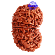Load image into Gallery viewer, Gaurishanker Nepalese Rudraksha Bead No. - 196