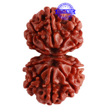 Load image into Gallery viewer, Gaurishanker Nepalese Rudraksha Bead No. - 197