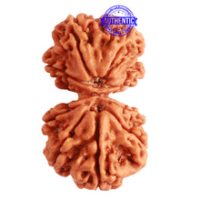Load image into Gallery viewer, Gaurishanker Nepalese Rudraksha Bead No. - 199