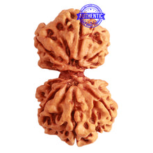 Load image into Gallery viewer, Gaurishanker Nepalese Rudraksha Bead No. - 200