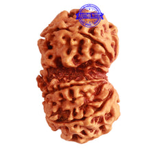 Load image into Gallery viewer, Gaurishanker Nepalese Rudraksha Bead No. - 200