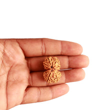Load image into Gallery viewer, Gaurishanker Nepalese Rudraksha Bead No. - 201