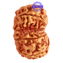 Load image into Gallery viewer, Gaurishanker Nepalese Rudraksha Bead No. - 201