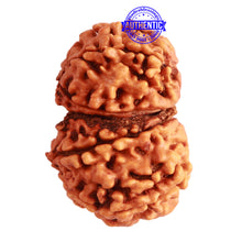 Load image into Gallery viewer, Gaurishanker Nepalese Rudraksha Bead No. - 202