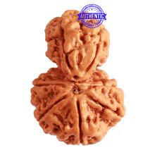 Load image into Gallery viewer, Gaurishanker Nepalese Rudraksha Bead No. - 204