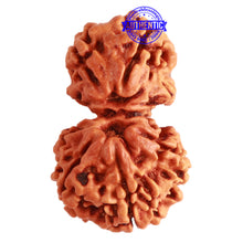 Load image into Gallery viewer, Gaurishanker Nepalese Rudraksha Bead No. - 206