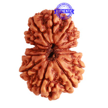 Load image into Gallery viewer, Gaurishanker Nepalese Rudraksha Bead No. - 208