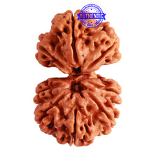 Load image into Gallery viewer, Gaurishanker Nepalese Rudraksha Bead No. - 209
