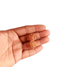 Load image into Gallery viewer, Gaurishanker Nepalese Rudraksha Bead No. - 218