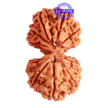 Load image into Gallery viewer, Gaurishanker Nepalese Rudraksha Bead No. - 218