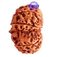 Load image into Gallery viewer, Gaurishanker Nepalese Rudraksha Bead No. - 220