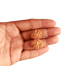Load image into Gallery viewer, Gaurishanker Nepalese Rudraksha Bead No. - 221