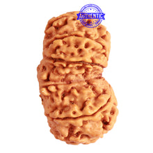 Load image into Gallery viewer, Gaurishanker Nepalese Rudraksha Bead No. - 221