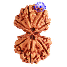 Load image into Gallery viewer, Gaurishanker Nepalese Rudraksha Bead No. - 223