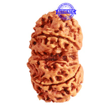Load image into Gallery viewer, Gaurishanker Nepalese Rudraksha Bead No. - 223